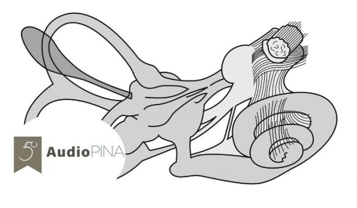 Estructura oído